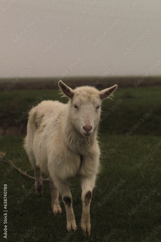 Obraz premium sheep and lamb