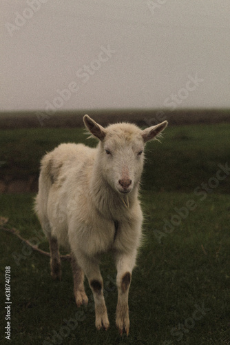 Fototapeta Naklejka Na Ścianę i Meble -  sheep and lamb