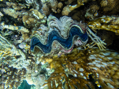 Giant tridacna in the Red Sea coral reef
