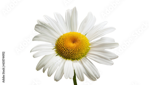 daisy isolated on white background © sachal