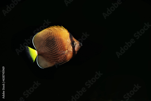 фотографія Tahitian Butterflyfish (Chaetodon trichrous) in black background