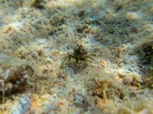 Pugettia gracilis in a Red Sea coral reef