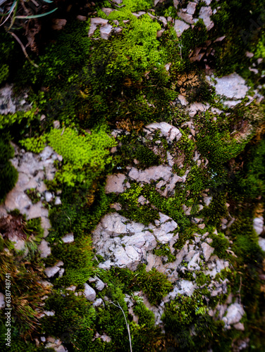 moss on a tree