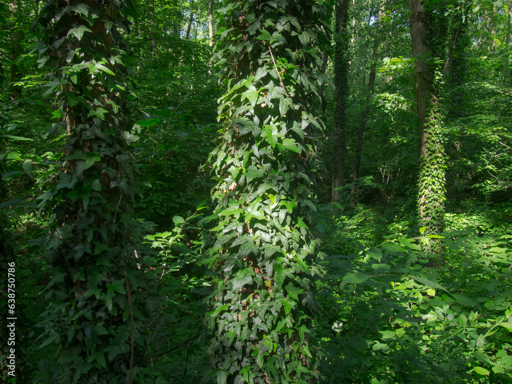 Dense thickets in the forest