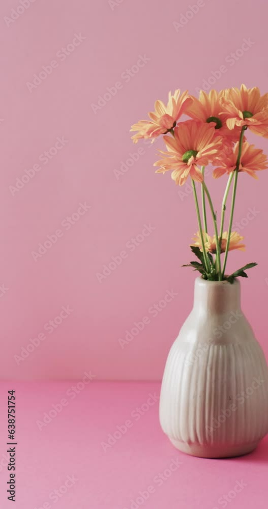 Vertical video of orange flowers in white vase with copy space on pink background Vertical video of orange flowers in white vase with copy space on pink background