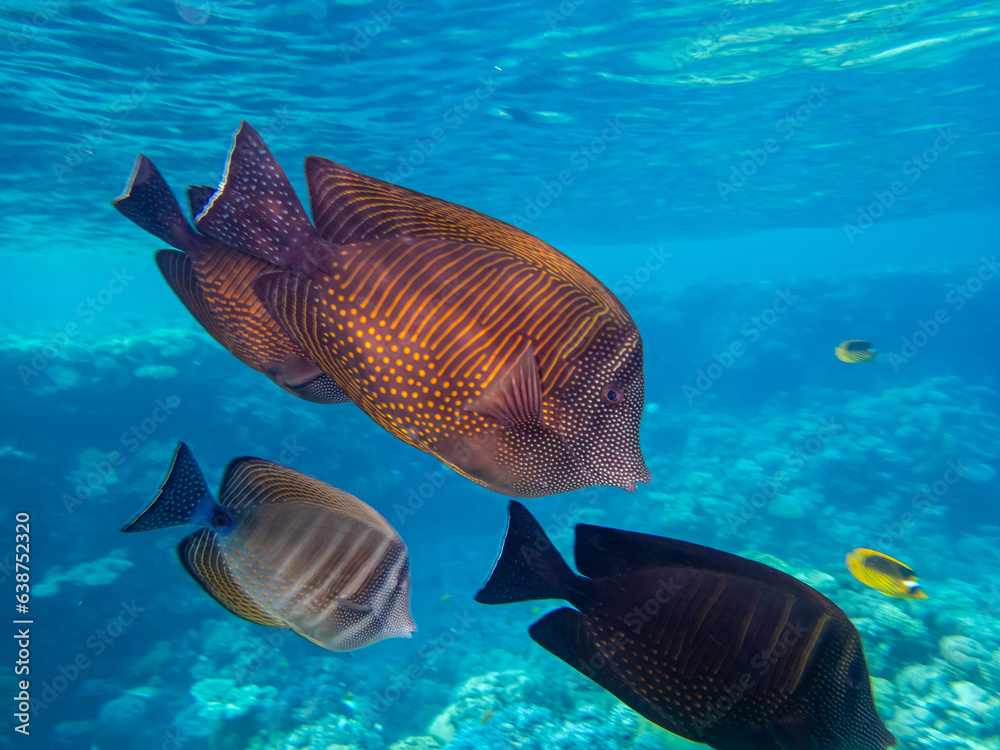 Zebrasoma sailor Desjardins in a coral reef of the Red Sea Zebrasoma sailor Desjardins in a coral reef of the Red Sea