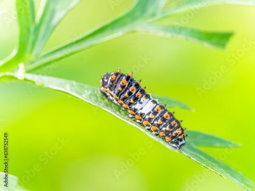 Swallowtail Butterfly against green brackground