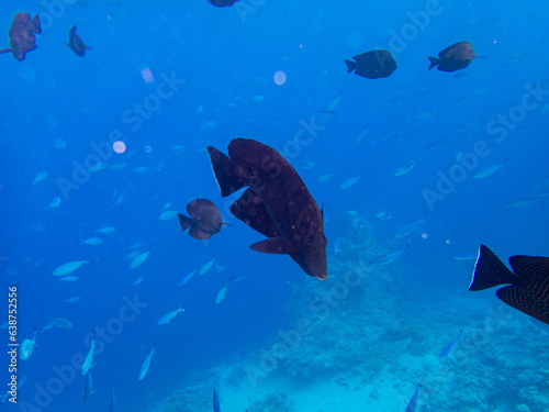 Zebrasoma sailor Desjardins in a coral reef of the Red Sea