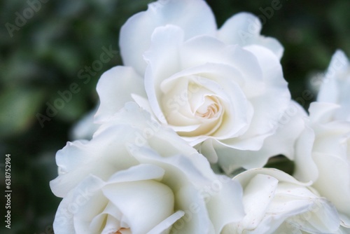  White roses on a dark green background