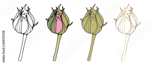 Rose bud outline, colored bud pink rose, golden rose bud outline on a white background. Flower for creating decor, various designs and patterns, cards and invitations. Rose flower for coloring books.