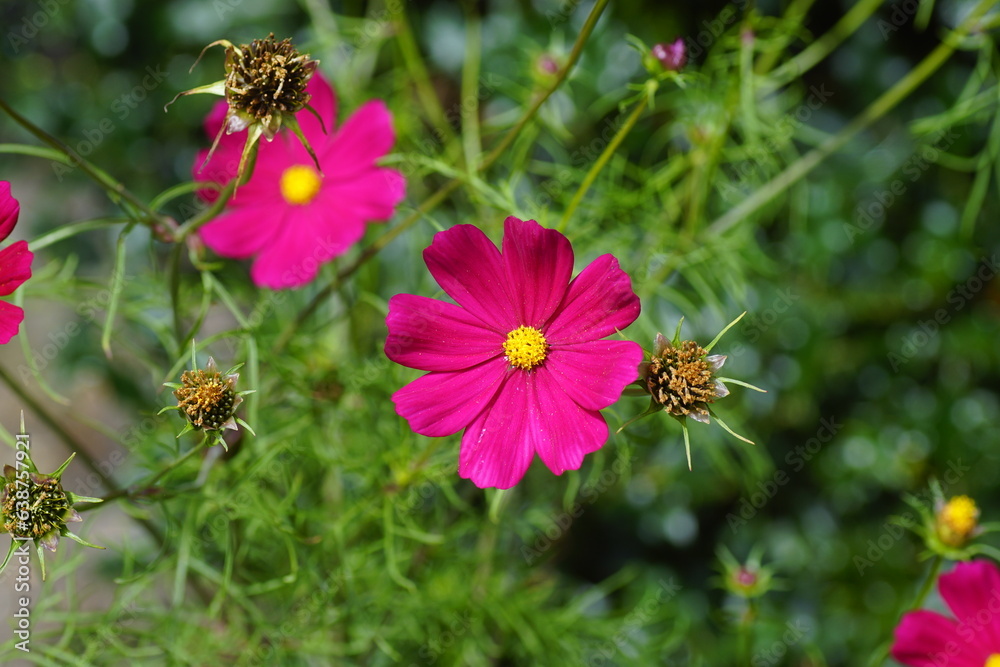 Purple flowers garden of cosmos or Mexican aster (Cosmos bipinnatus) and flowerheads with seed. Faded background. Purple flowers garden of cosmos or Mexican aster (Cosmos bipinnatus) and flowerheads with seed. Faded background.