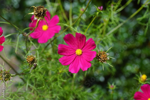 Purple flowers garden of cosmos or Mexican aster  Cosmos bipinnatus  and flowerheads with seed. Faded background. 