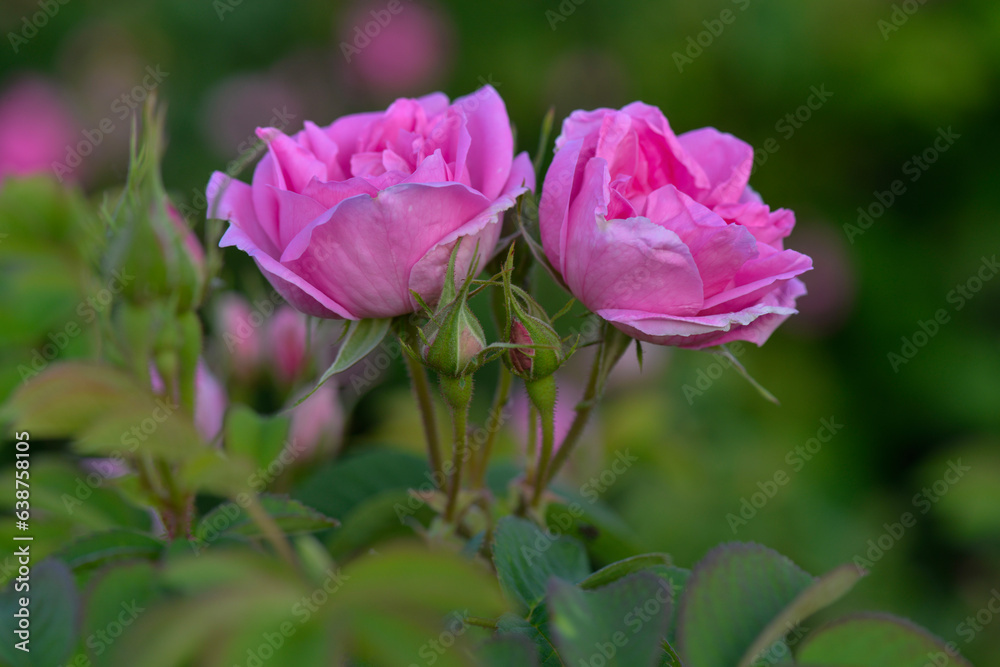 beautiful pink rose on a green blurred background. Roses are grown on plantations for the production of essential oils and cosmetics.türkiye, Isparta