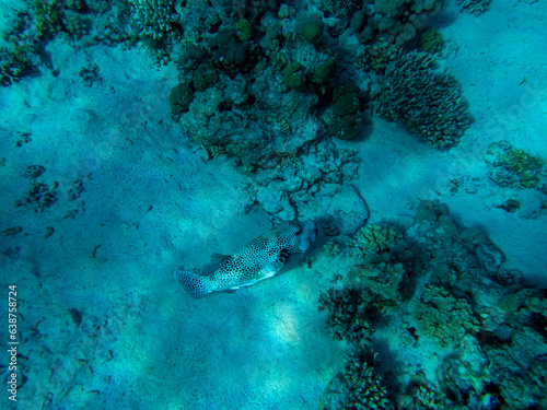 Arothron stellatus in a Red Sea coral reef