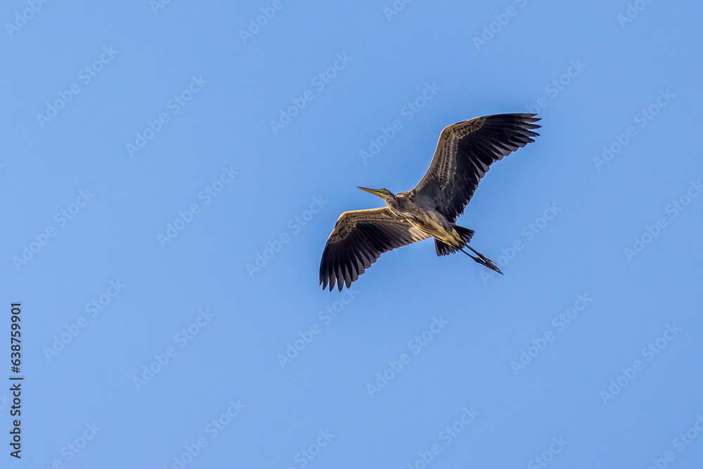 purple heron in flight in the blue sky purple heron in flight in the blue sky