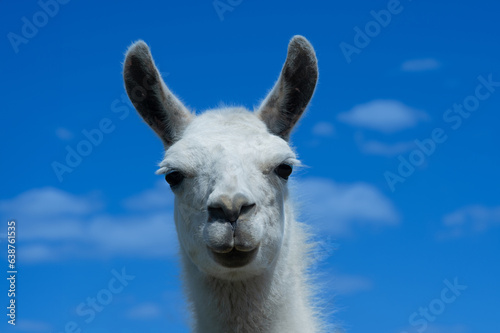 white lama portrait on blue sky