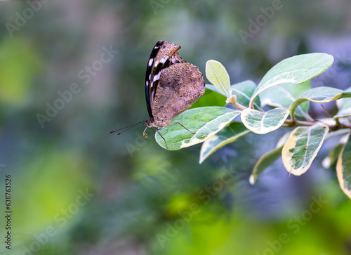 Side view of Blue Wave butterfly 