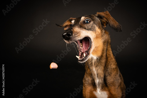 PFOTO Tierfotografie - Catch it if you can - Leckerlie-Schapp Fotoshooting - Hundefotoshooting © Meike