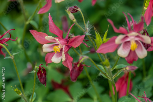 flowers of aquilegia vulgaris in the garden close-up on a summer day.