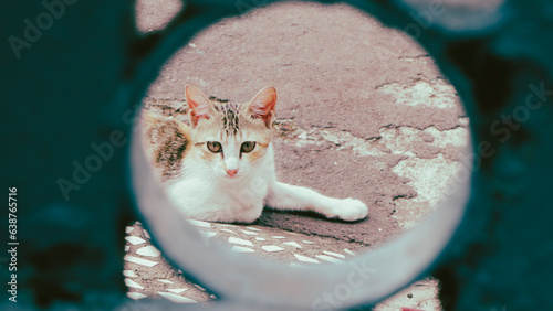 Canvas Print Portrait of a domestic kitten or house kitten, a cat found on many streets in Indonesia is included in the moggy race and is a descendant of Felis Silverstris Lybica which is an African wild cat