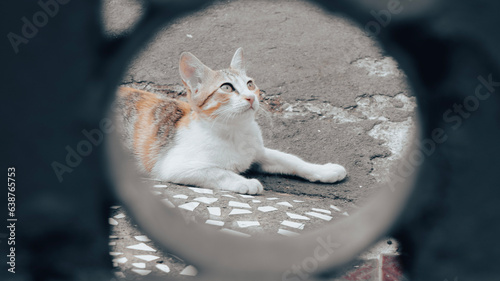 Canvas Print Portrait of a domestic kitten or house kitten, a cat found on many streets in Indonesia is included in the moggy race and is a descendant of Felis Silverstris Lybica which is an African wild cat