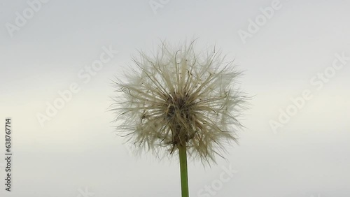 산들바람에 흔들리는 민들레 홀씨