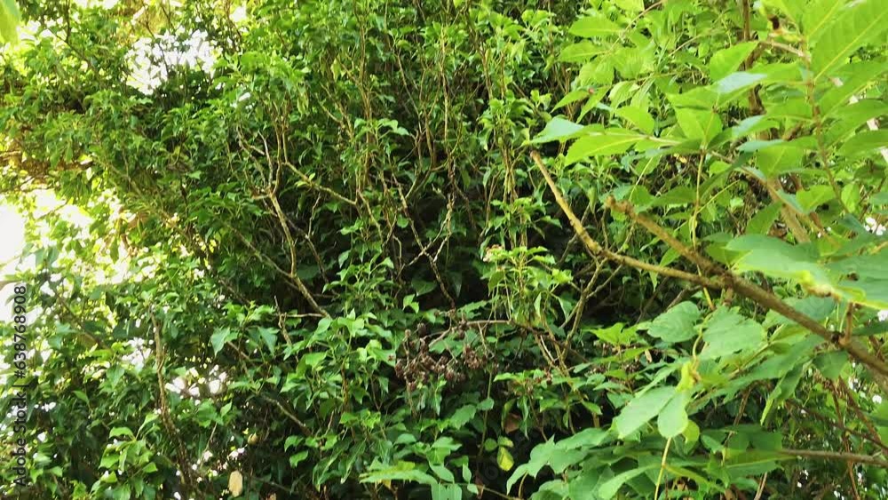 scene of a tree with the stem and bark covered by lush green succulent plants, camera moving towards, then up the tree trunk revealing branches against the sky scene of a tree with the stem and bark covered by lush green succulent plants, camera moving towards, then up the tree trunk revealing branches against the sky