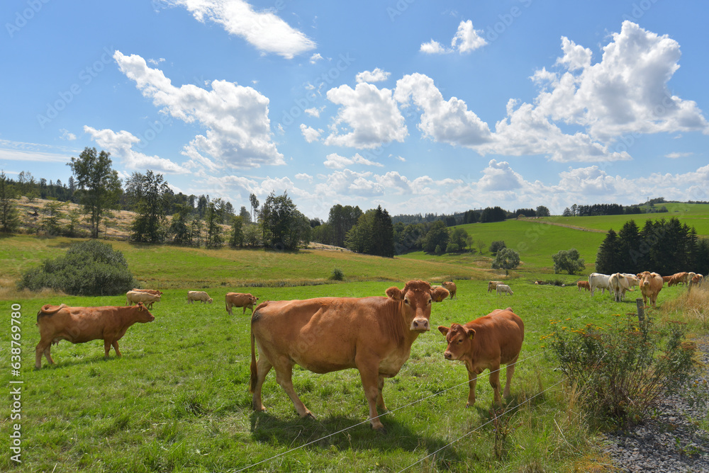 Landschaft mit Kühen in Thüringen Landschaft mit Kühen in Thüringen