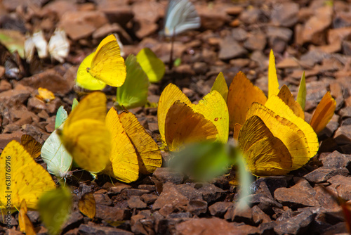 Iguazu falls national park tropical yellow butterflies close up Arhentina photo