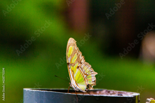 Iguazu falls national park tropical yellow butterflies close up Arhentina photo