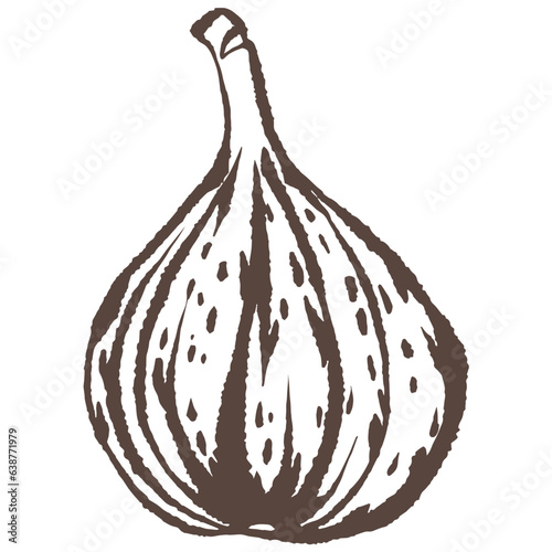 Fig hand drawn vector