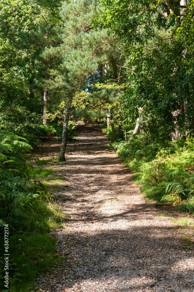 Hiking in publicly owned woodland Hiking in publicly owned woodland