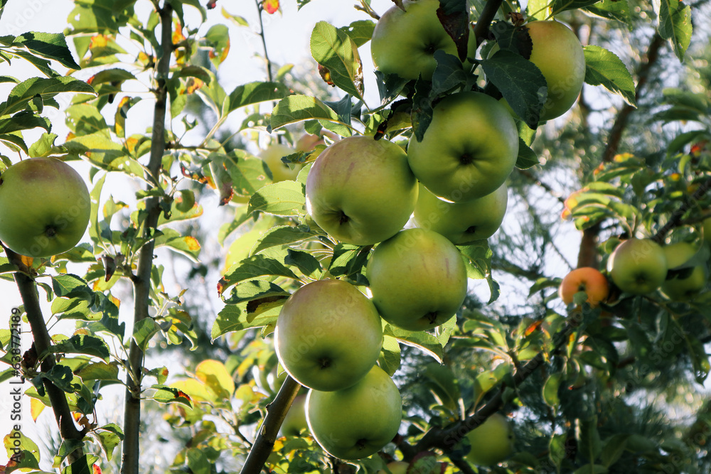 Close up view of green unripe apples on the branches of an apple tree. Fresh organic green apples on the tree