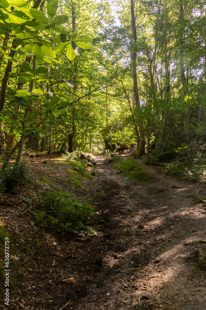 Obraz premium Hiking in publicly owned woodland