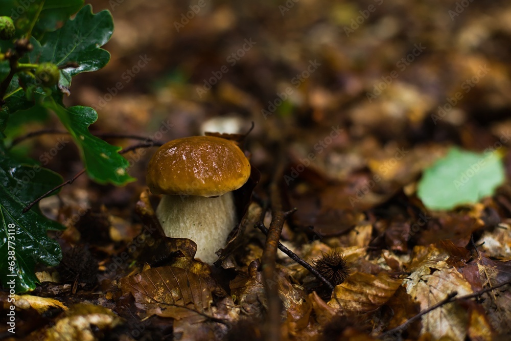 Noble boletus in Polish forest. Noble boletus in Polish forest.