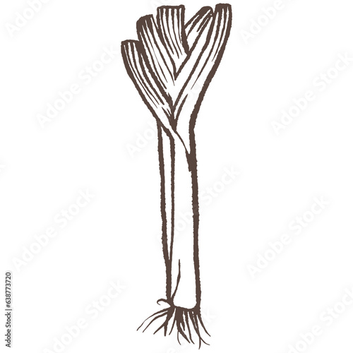 Leek hand drawn vector