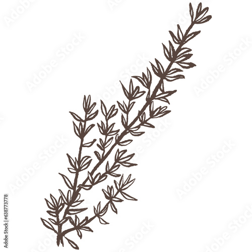 Thyme hand drawn vector