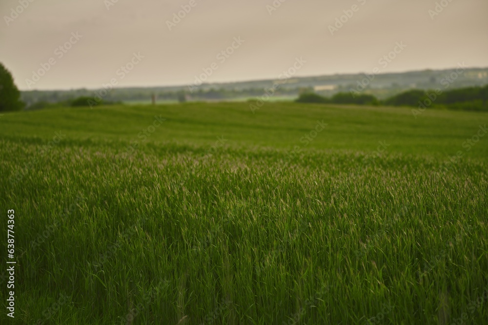 Green field. Agricultural landscape. Path in field of barley grass, green fields and sky, spring landscape