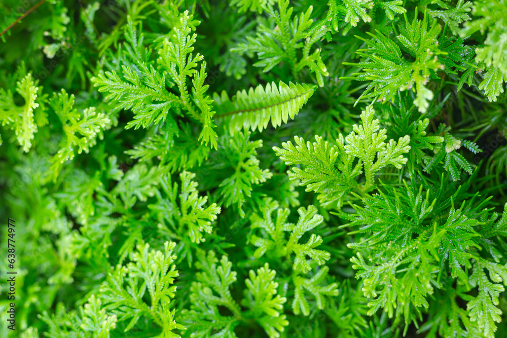 the green texture of the large leaf nature background the green texture of the large leaf nature background