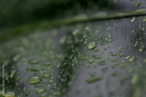 natural green leaf background