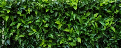 Fresh green leaves background of Siamese rough bush or Tooth brush tree (Streblus Asper Lour) as nature background or natural wallpaper