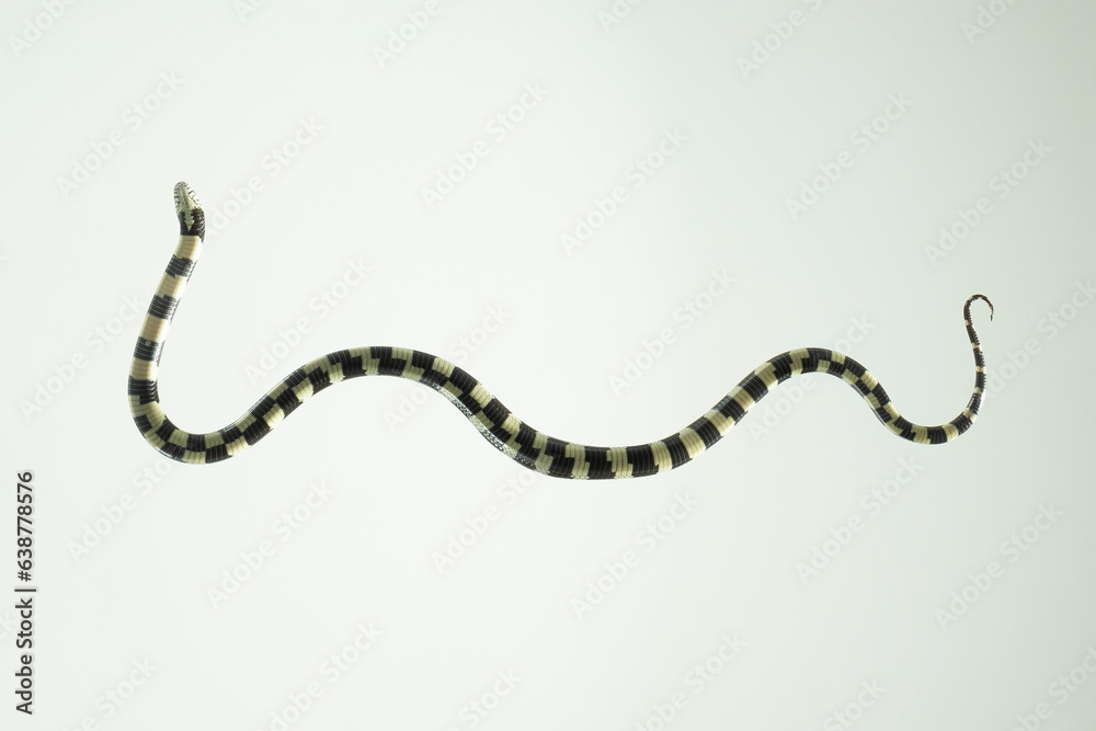 froschperspektive kettennatter Lampropeltis Californiae froschperspektive kettennatter Lampropeltis Californiae