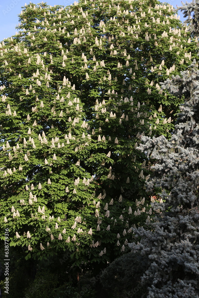 Castaño en flor