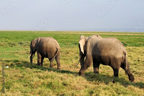 two elephants © Hartmut