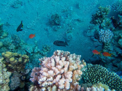Variola louti in a coral reef in the Red Sea