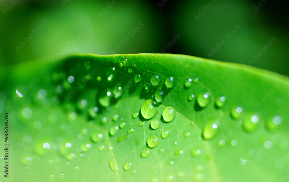 Raindrops on green leaf close up shot, Refesh nature background