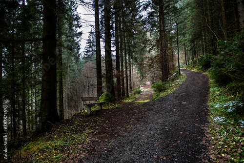 Abandoned Conifer Forest With Narrow Gravel Road Junction In Lower Austria (Waldviertel) In Austria