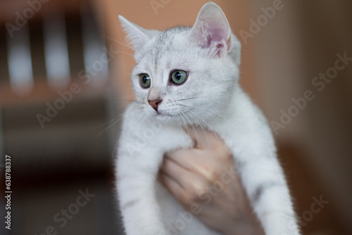 White Burmilla cat in the hands of a woman....