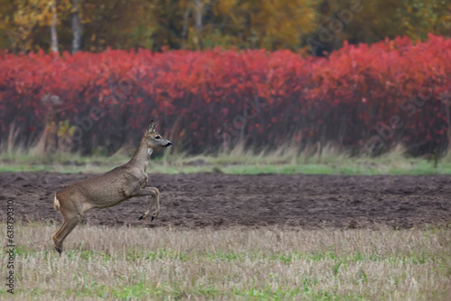 Fototapeta Naklejka Na Ścianę i Meble -  Roe deer in the run