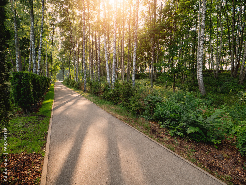 Fototapeta premium Empty footpath by a stunning birch tree forest. Lining close to nature concept. Walk and enjoy scenery concept. Nobody. Sun flare and glow. Calm nature view.